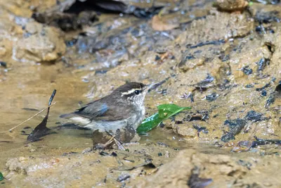 Asian stubtail Urosphena squameiceps seen at Dosdewa in Karimganj, Assam, India