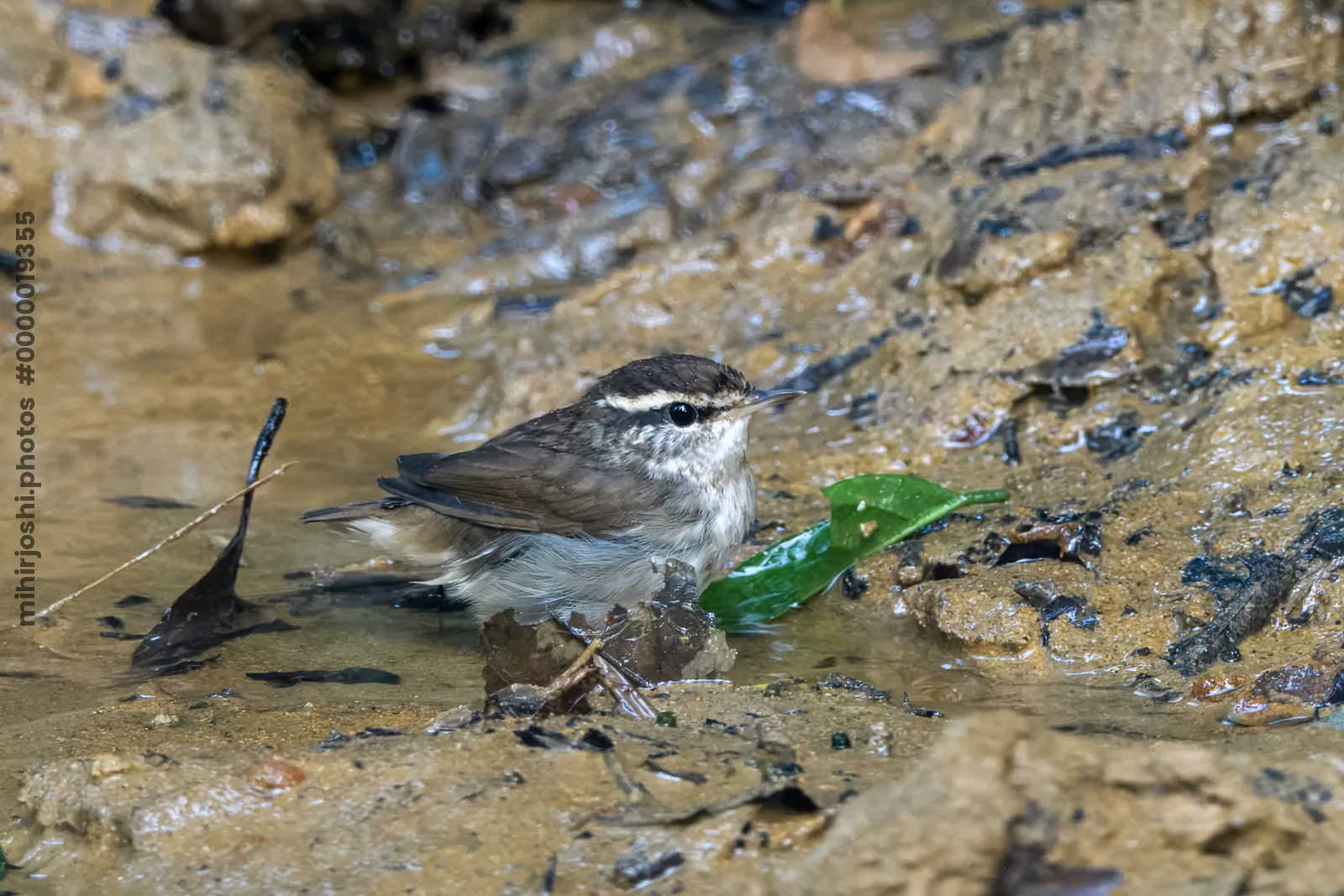 Asian stubtail Urosphena squameiceps seen at Dosdewa in Karimganj, Assam, India