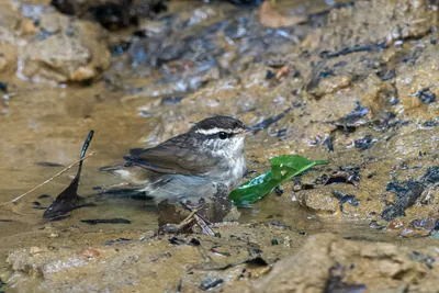 Asian stubtail Urosphena squameiceps seen at Dosdewa in Karimganj, Assam, India