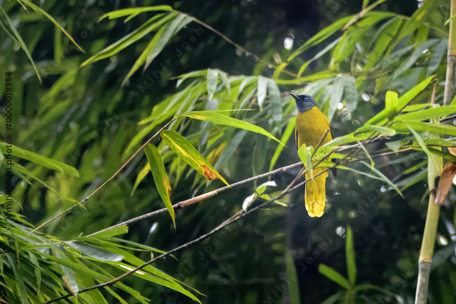 black-headed bulbul Brachypodius melanocephalos seen at Dosdewa in Karimganj, Assam, India