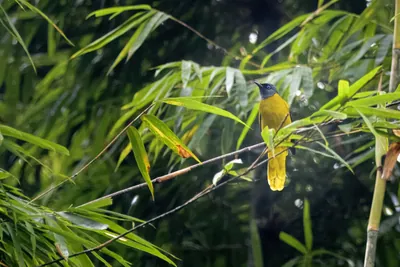 black-headed bulbul Brachypodius melanocephalos seen at Dosdewa in Karimganj, Assam, India