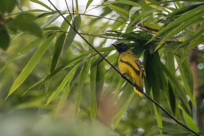 black-headed bulbul Brachypodius melanocephalos seen at Dosdewa in Karimganj, Assam, India