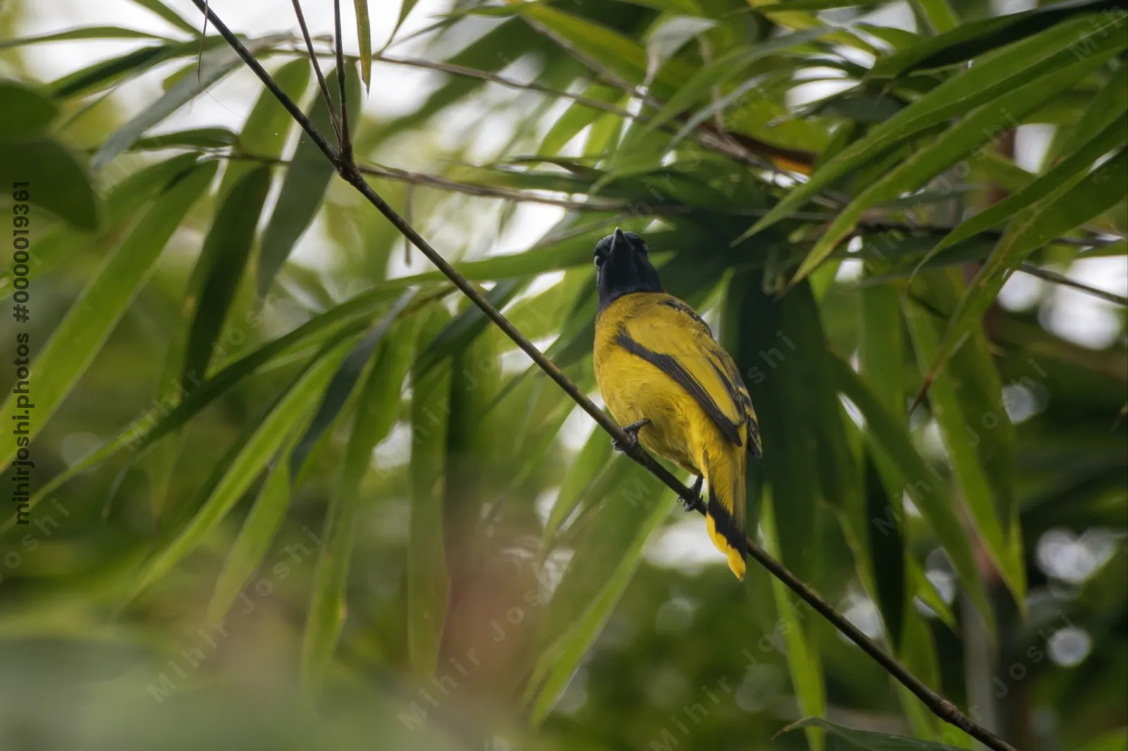 black-headed bulbul Brachypodius melanocephalos seen at Dosdewa in Karimganj, Assam, India