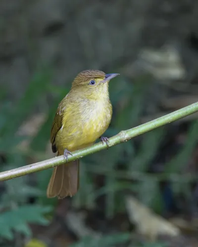 Cachar bulbul Iole cacharensis seen at Dosdewa in Karimganj, Assam, India