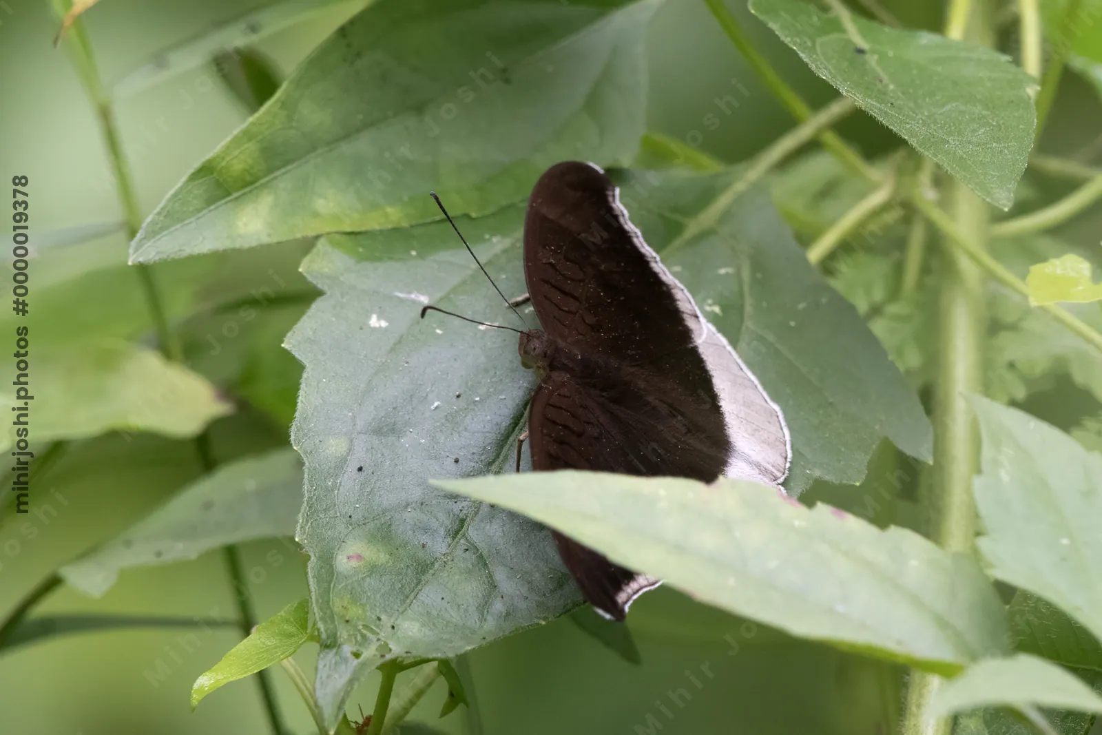 grey count (Tanaecia lepidea), a species of nymphalid butterfly, observed at Dosdewa in Karimganj, Assam, India