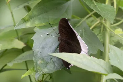 grey count (Tanaecia lepidea), a species of nymphalid butterfly, observed at Dosdewa in Karimganj, Assam, India