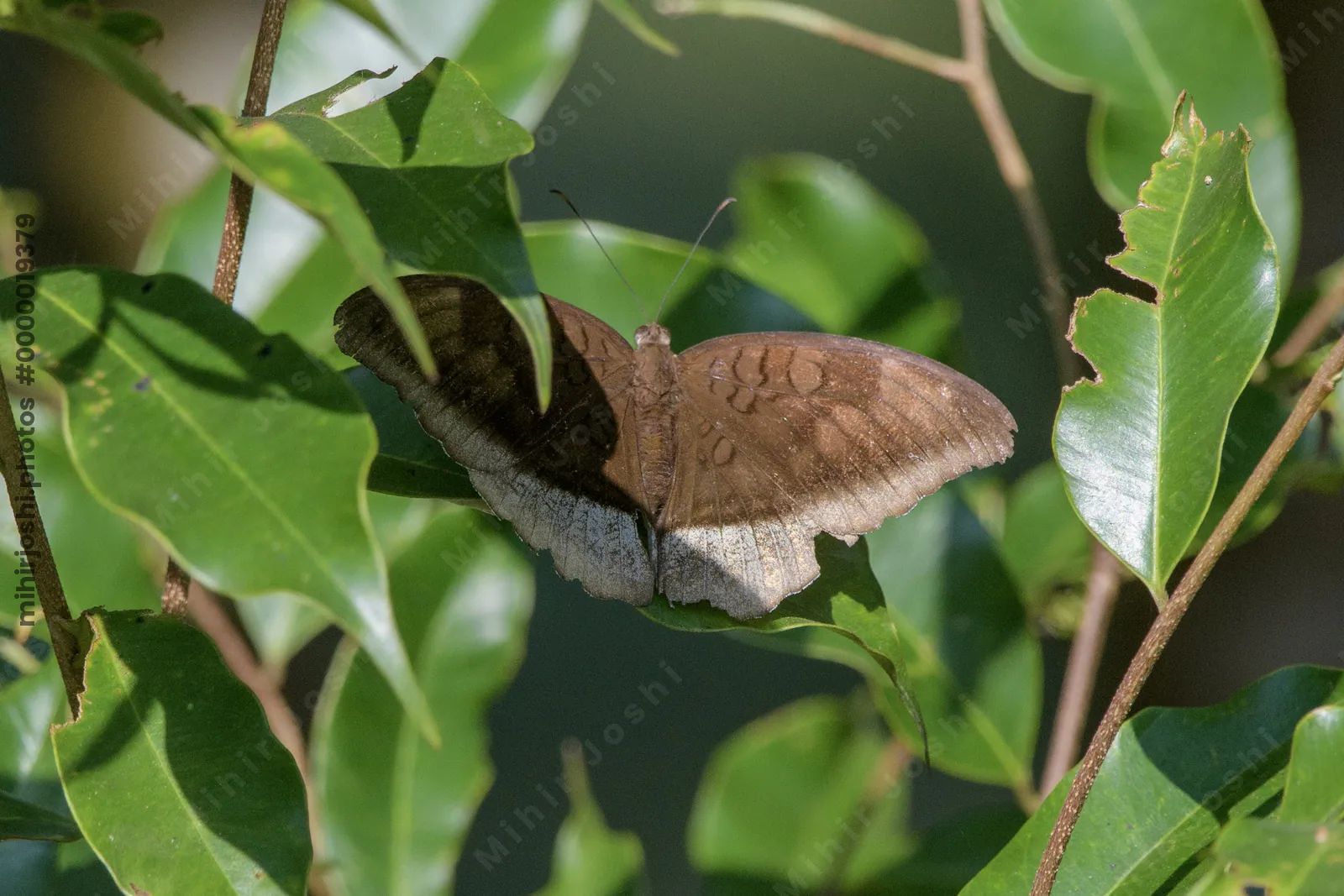 grey count (Tanaecia lepidea), a species of nymphalid butterfly, observed at Dosdewa in Karimganj, Assam, India
