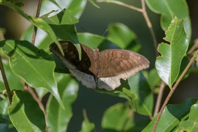 grey count (Tanaecia lepidea), a species of nymphalid butterfly, observed at Dosdewa in Karimganj, Assam, India
