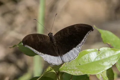 grey count (Tanaecia lepidea), a species of nymphalid butterfly, observed at Dosdewa in Karimganj, Assam, India