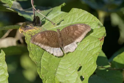 grey count (Tanaecia lepidea), a species of nymphalid butterfly, observed at Dosdewa in Karimganj, Assam, India