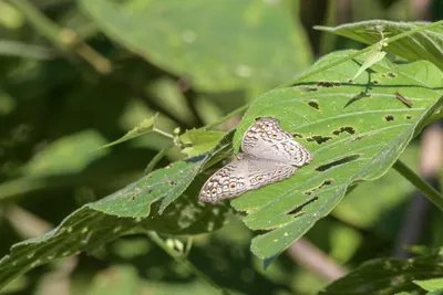 Junonia atlites (grey pansy), a species of nymphalid butterfly, observed at Dosdewa in Karimganj, Assam, India