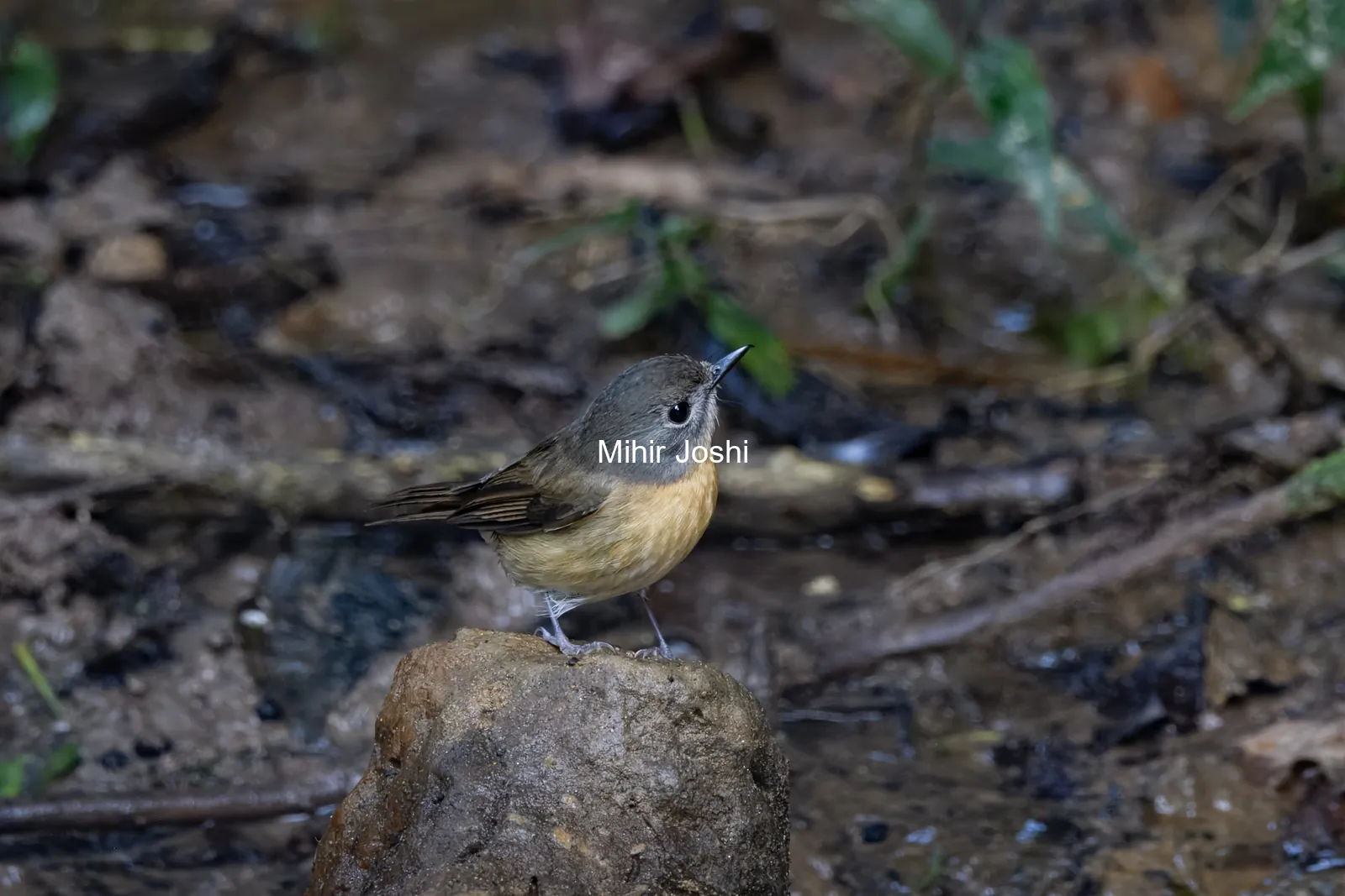 hill blue flycatcher (Cyornis whitei) seen at Dosdewa in Karimganj, Assam, India