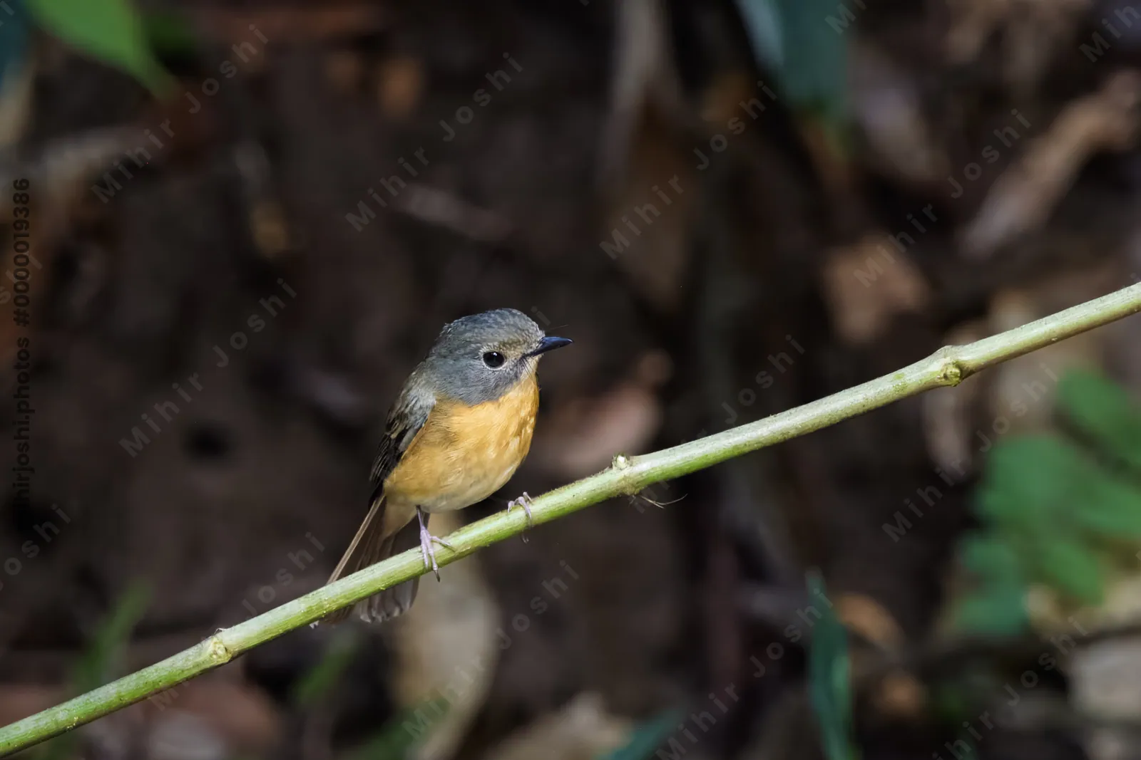 hill blue flycatcher (Cyornis whitei) seen at Dosdewa in Karimganj, Assam, India
