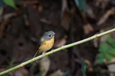 hill blue flycatcher (Cyornis whitei) seen at Dosdewa in Karimganj, Assam, India