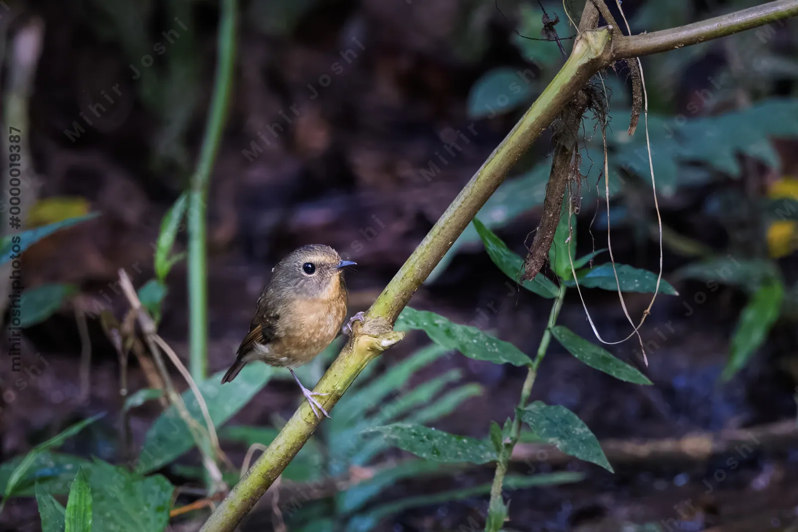 hill blue flycatcher (Cyornis whitei) seen at Dosdewa in Karimganj, Assam, India
