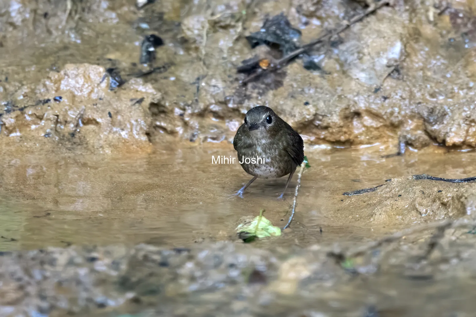 lesser shortwing (Brachypteryx leucophris) seen at Dosdewa in Karimganj, Assam, India