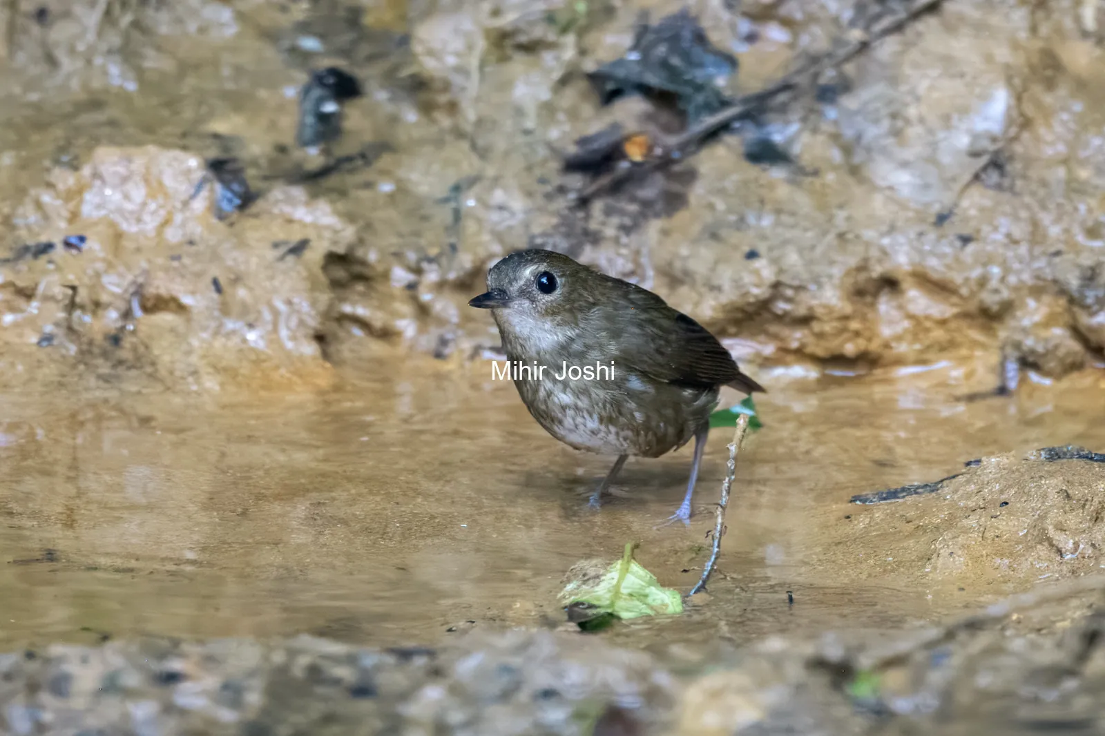 lesser shortwing (Brachypteryx leucophris) seen at Dosdewa in Karimganj, Assam, India