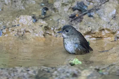 lesser shortwing (Brachypteryx leucophris) seen at Dosdewa in Karimganj, Assam, India