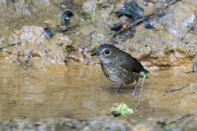 lesser shortwing (Brachypteryx leucophris) seen at Dosdewa in Karimganj, Assam, India