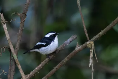 little pied flycatcher (Ficedula westermanni) seen at Dosdewa in Karimganj, Assam, India