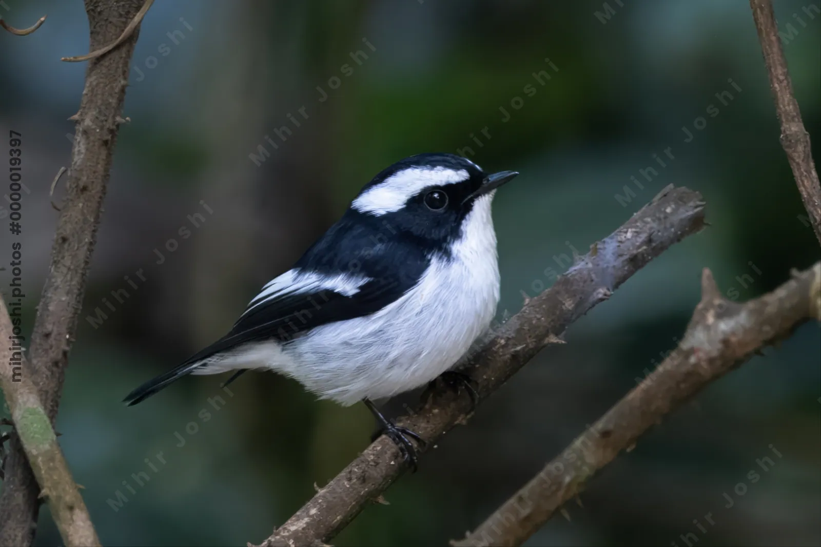 little pied flycatcher (Ficedula westermanni) seen at Dosdewa in Karimganj, Assam, India