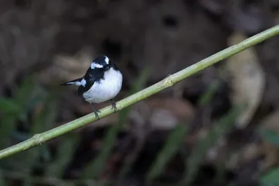 little pied flycatcher (Ficedula westermanni) seen at Dosdewa in Karimganj, Assam, India