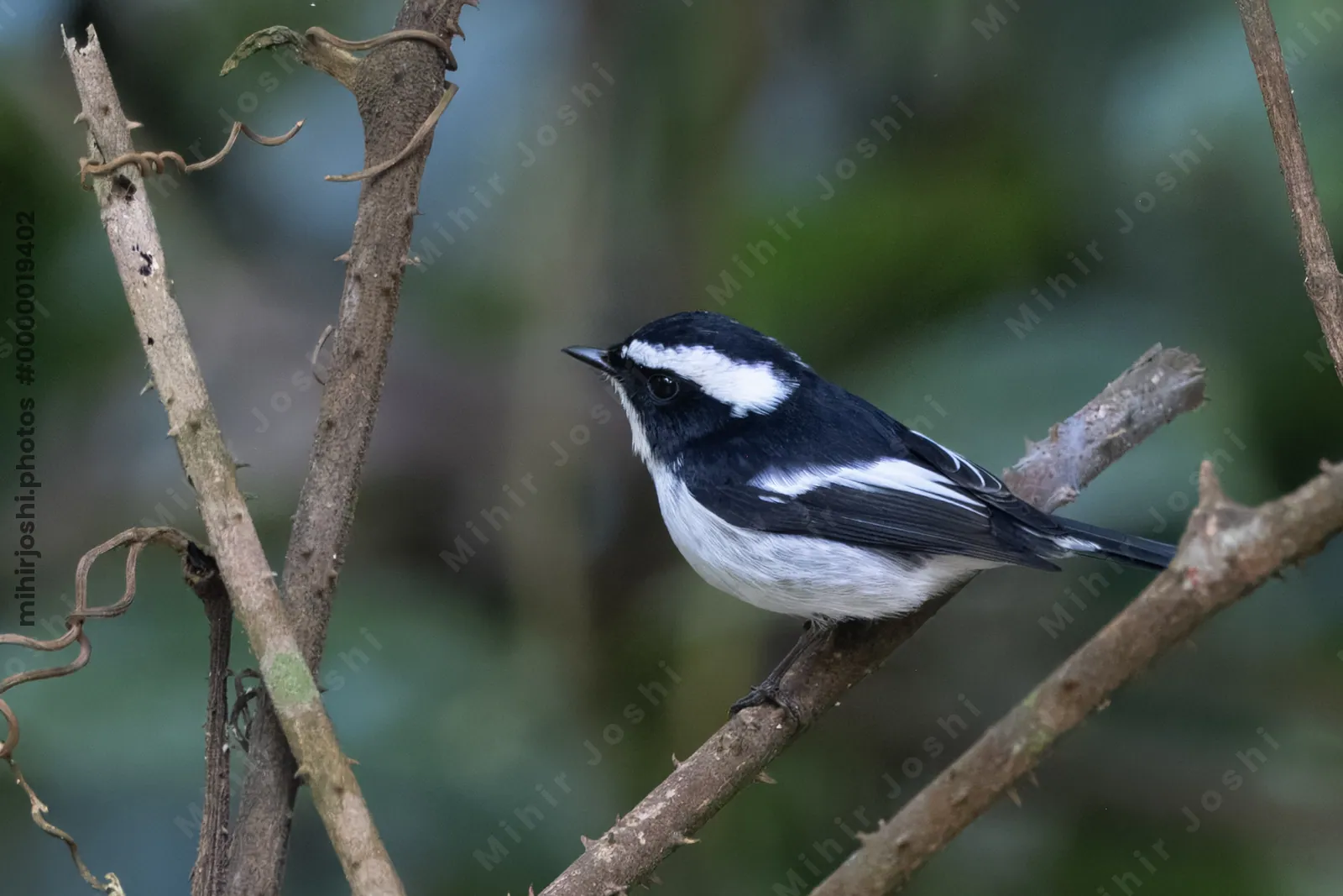 little pied flycatcher (Ficedula westermanni) seen at Dosdewa in Karimganj, Assam, India