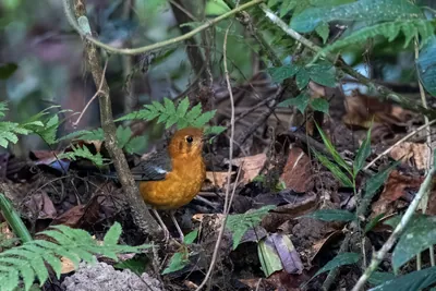 orange-headed thrush (Geokichla citrina) seen at Dosdewa in Karimganj, Assam, India