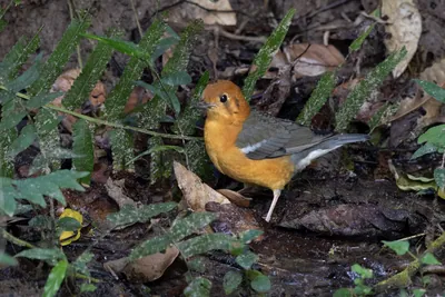 orange-headed thrush (Geokichla citrina) seen at Dosdewa in Karimganj, Assam, India
