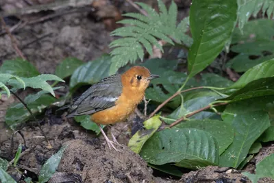 orange-headed thrush (Geokichla citrina) seen at Dosdewa in Karimganj, Assam, India