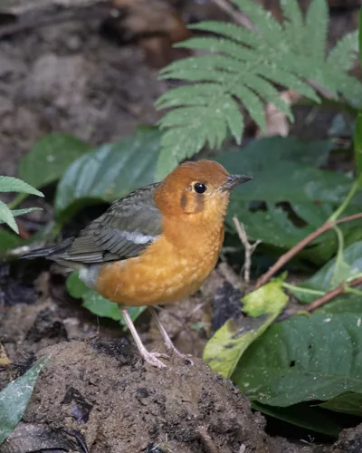 orange-headed thrush (Geokichla citrina) seen at Dosdewa in Karimganj, Assam, India