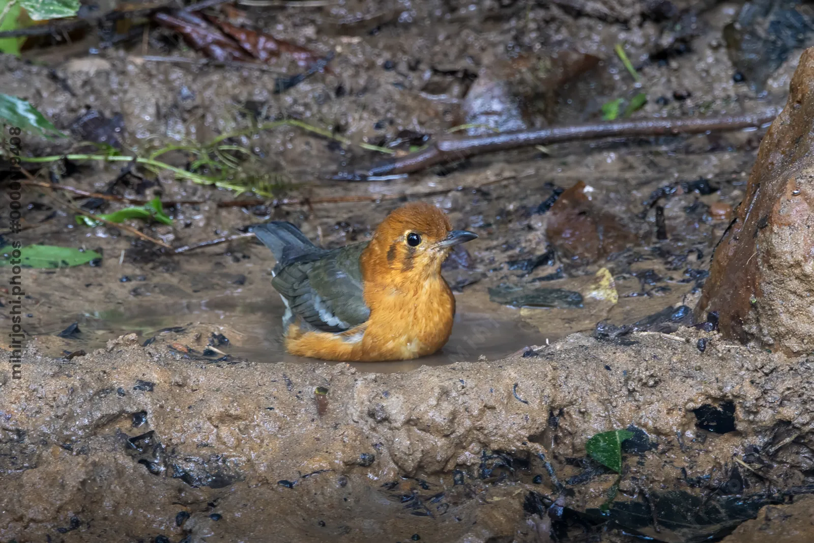 orange-headed thrush (Geokichla citrina) seen at Dosdewa in Karimganj, Assam, India