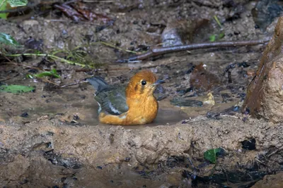 orange-headed thrush (Geokichla citrina) seen at Dosdewa in Karimganj, Assam, India
