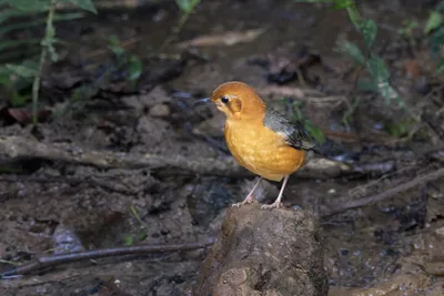 orange-headed thrush (Geokichla citrina) seen at Dosdewa in Karimganj, Assam, India
