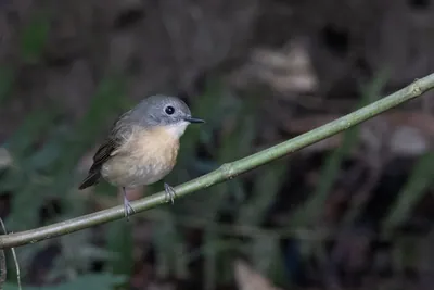 pale-chinned flycatcher (Cyornis poliogenys) seen at Dosdewa in Karimganj, Assam, India
