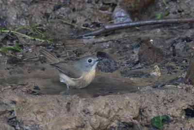 pale-chinned flycatcher (Cyornis poliogenys) seen at Dosdewa in Karimganj, Assam, India