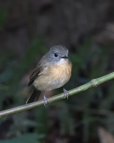 pale-chinned flycatcher (Cyornis poliogenys) seen at Dosdewa in Karimganj, Assam, India