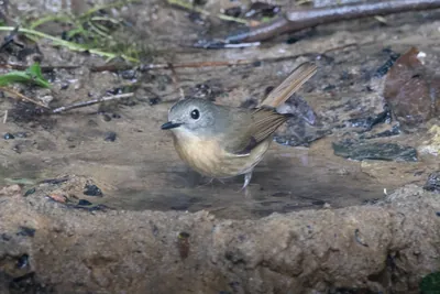 pale-chinned flycatcher (Cyornis poliogenys) seen at Dosdewa in Karimganj, Assam, India
