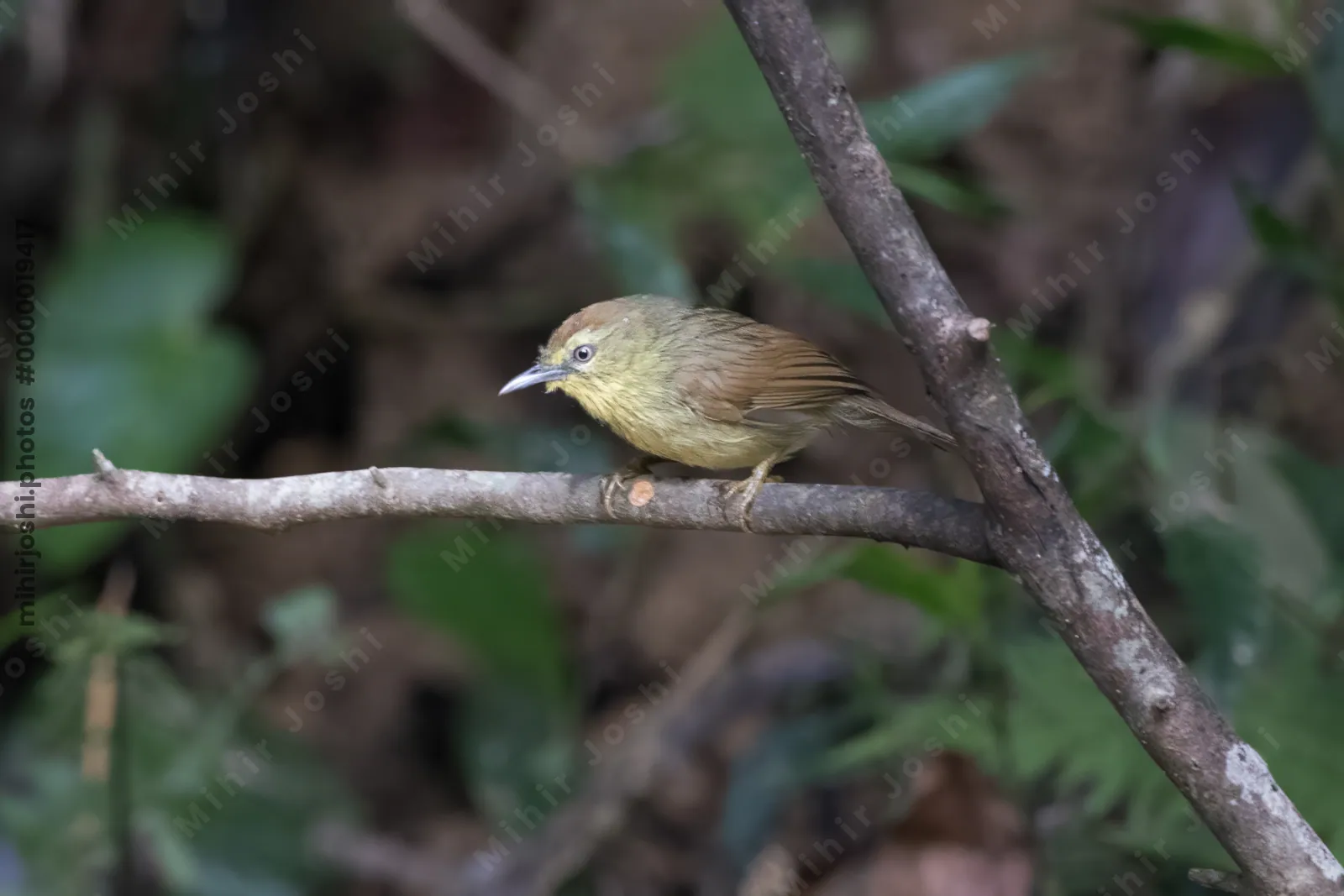 Pin-striped tit-babbler (Mixornis gularis) seen at Dosdewa in Karimganj, Assam, India