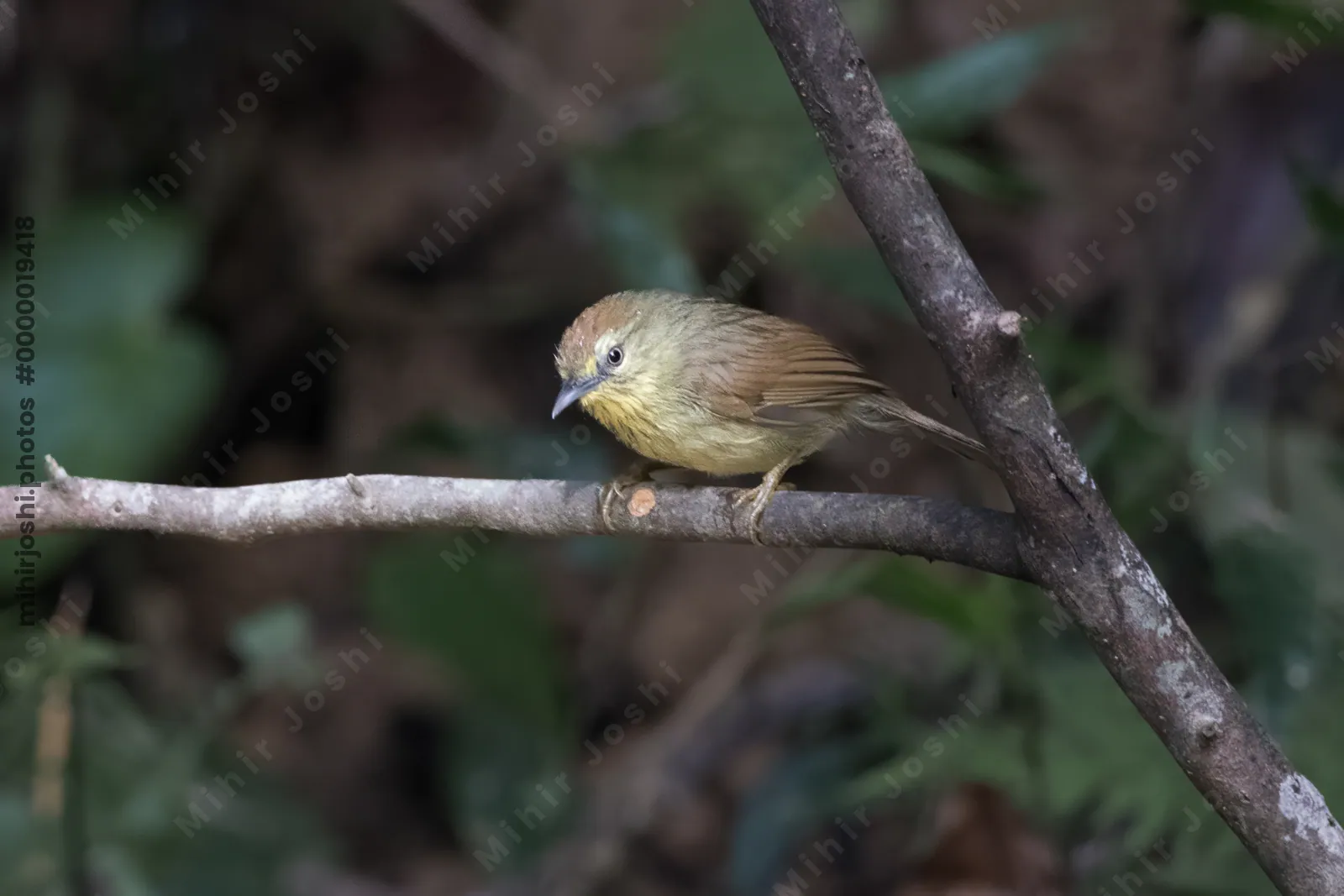 Pin-striped tit-babbler (Mixornis gularis) seen at Dosdewa in Karimganj, Assam, India
