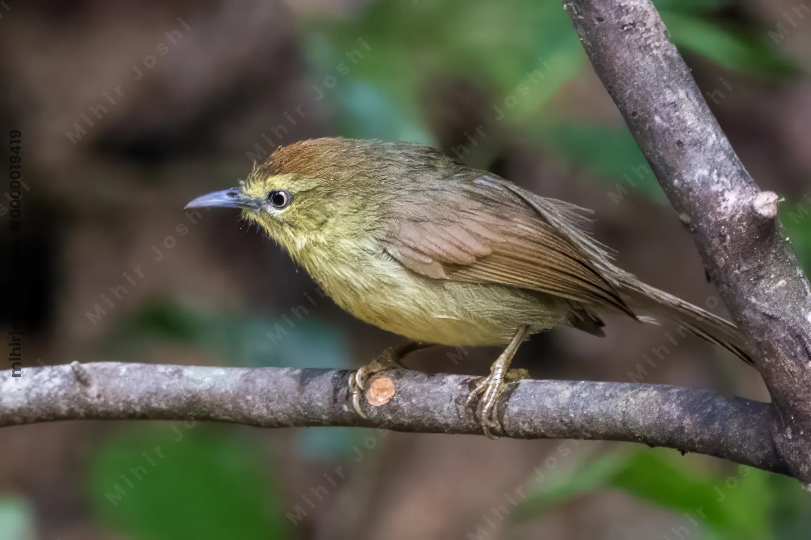 Pin-striped tit-babbler (Mixornis gularis) seen at Dosdewa in Karimganj, Assam, India