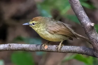 Pin-striped tit-babbler (Mixornis gularis) seen at Dosdewa in Karimganj, Assam, India