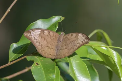 Tanaecia jahnu (Plain Earl), a species of nymphalid butterfly, observed at Dosdewa in Karimganj, Assam, India