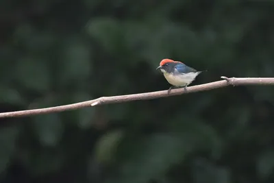 scarlet-backed flowerpecker (Dicaeum cruentatum) seen at Dosdewa in Karimganj, Assam, India