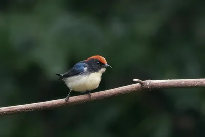 scarlet-backed flowerpecker (Dicaeum cruentatum) seen at Dosdewa in Karimganj, Assam, India