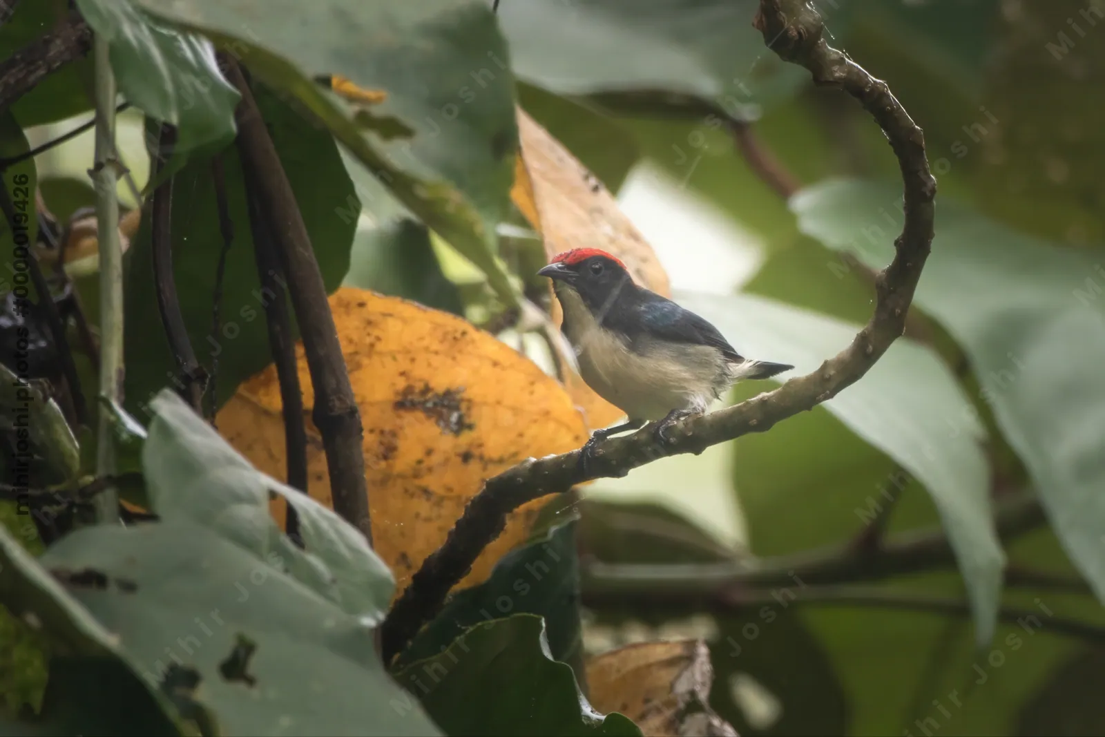 scarlet-backed flowerpecker (Dicaeum cruentatum) seen at Dosdewa in Karimganj, Assam, India