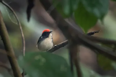 scarlet-backed flowerpecker (Dicaeum cruentatum) seen at Dosdewa in Karimganj, Assam, India