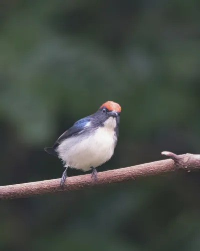scarlet-backed flowerpecker (Dicaeum cruentatum) seen at Dosdewa in Karimganj, Assam, India