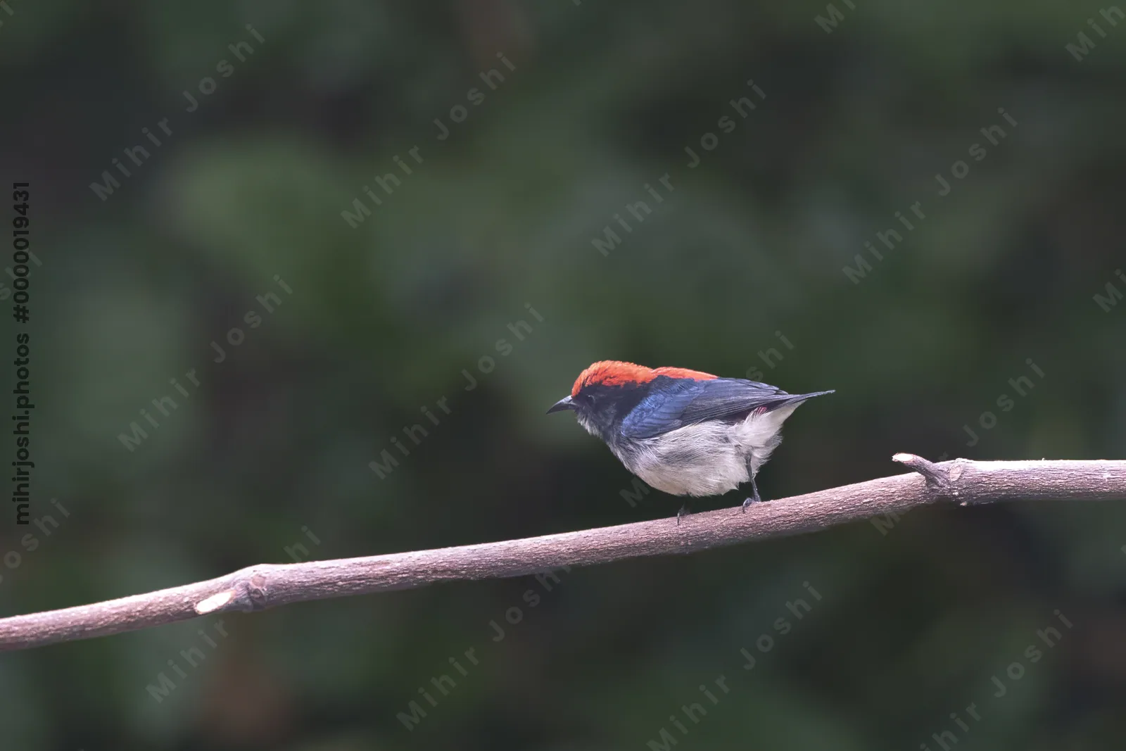 scarlet-backed flowerpecker (Dicaeum cruentatum) seen at Dosdewa in Karimganj, Assam, India