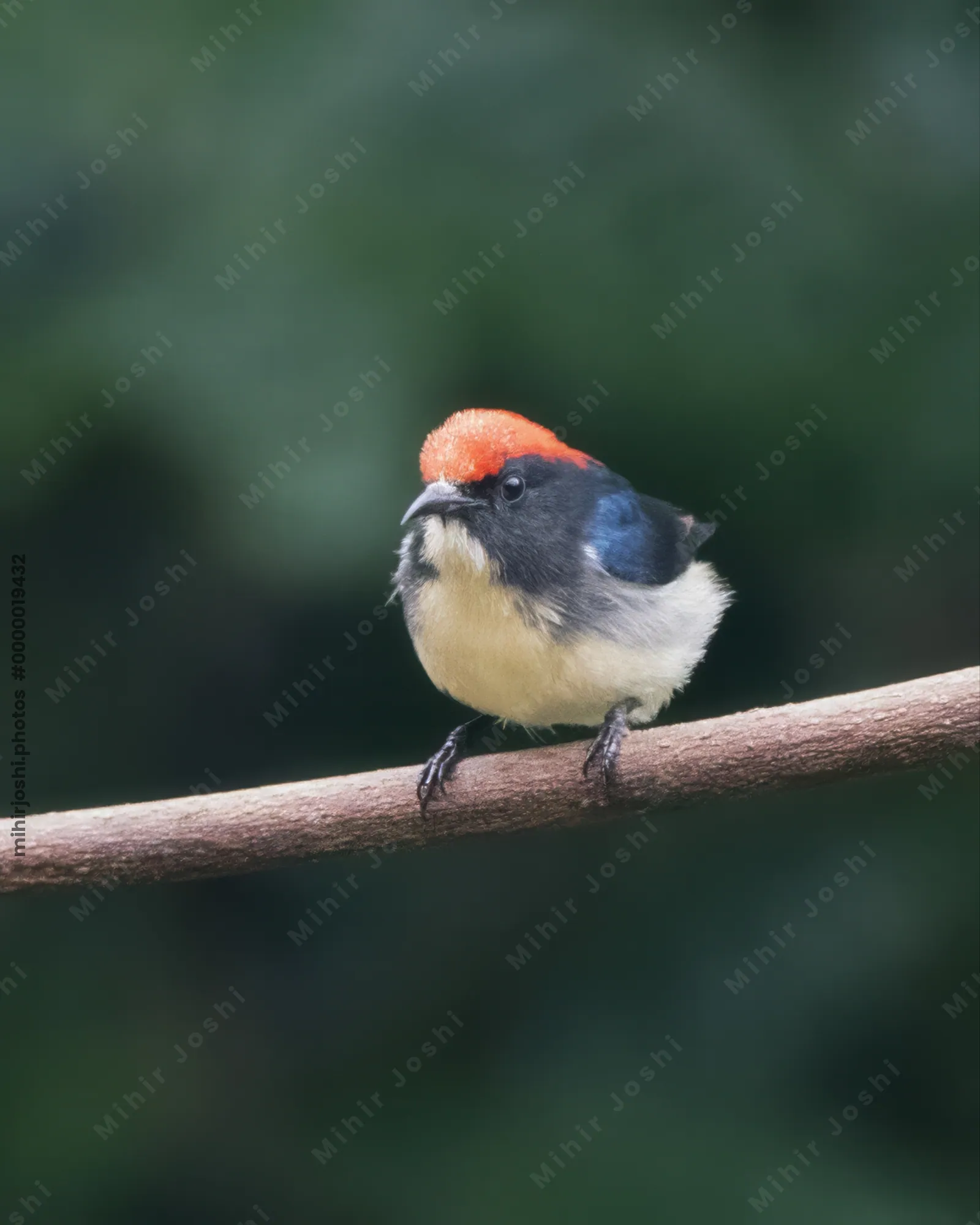 scarlet-backed flowerpecker (Dicaeum cruentatum) seen at Dosdewa in Karimganj, Assam, India